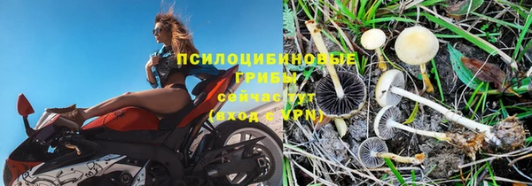 мдпв Богданович