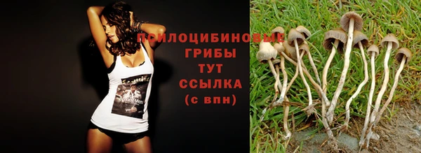 сатива Бородино