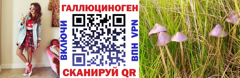 наркошоп Калач Псилоцибиновые грибы Psilocybe